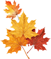 leaves